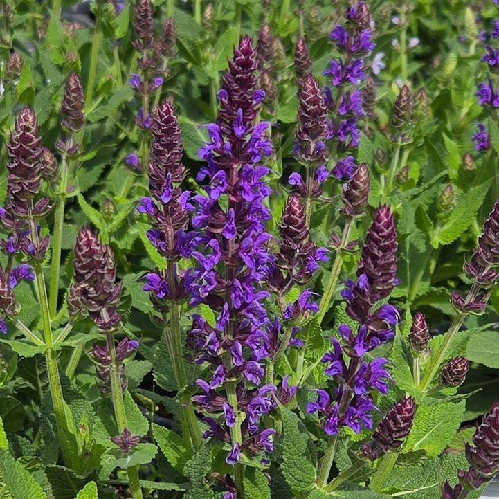 Salvia, Color Spires® Violet Riot Salvia — Mackey's