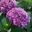 Hydrangea macrophylla 'SMNHMTB' PP35,317  - Let's Dance® Loveable® Hydrangea