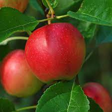 Apple, Summerred (Malus domestics Summerred), 7 gal.