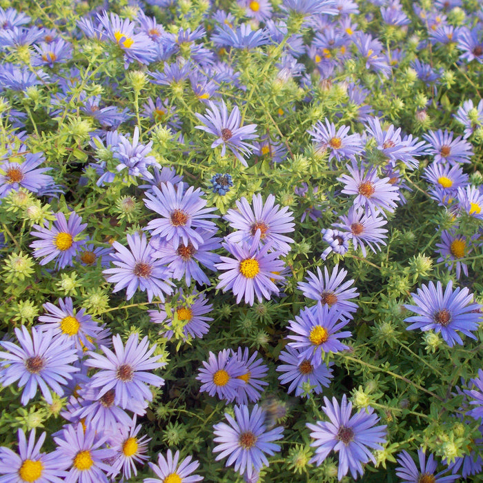 Aster, October Skies Aromatic Aster
