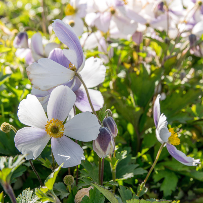 Anemone, Wild Swan™ Anemone