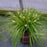 Carex oshimensis 'Everillo' PP#21,002  - EverColor® Everillo Sedge