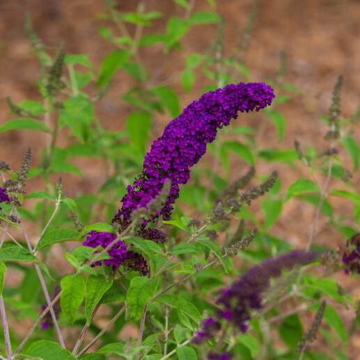 Butterfly Bush, First Editions® Groovy Grape™ Butterfly Bush