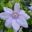 Clematis 'Evipo061'  - Boulevard® Bernadine™ Clematis