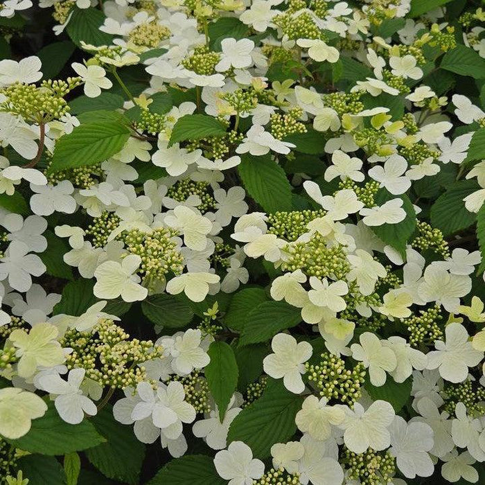 VIBURNUM P. T. `STEADY EDDY`
