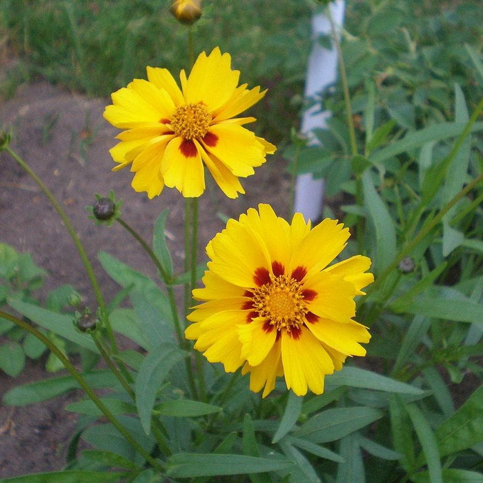 Coreopsis x 'Tequila Sunrise'  - Tequila Sunrise Tickseed