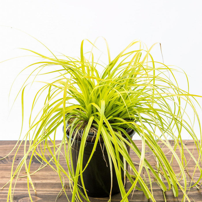 Carex oshimensis 'Everillo' PP#21,002  - EverColor® Everillo Sedge