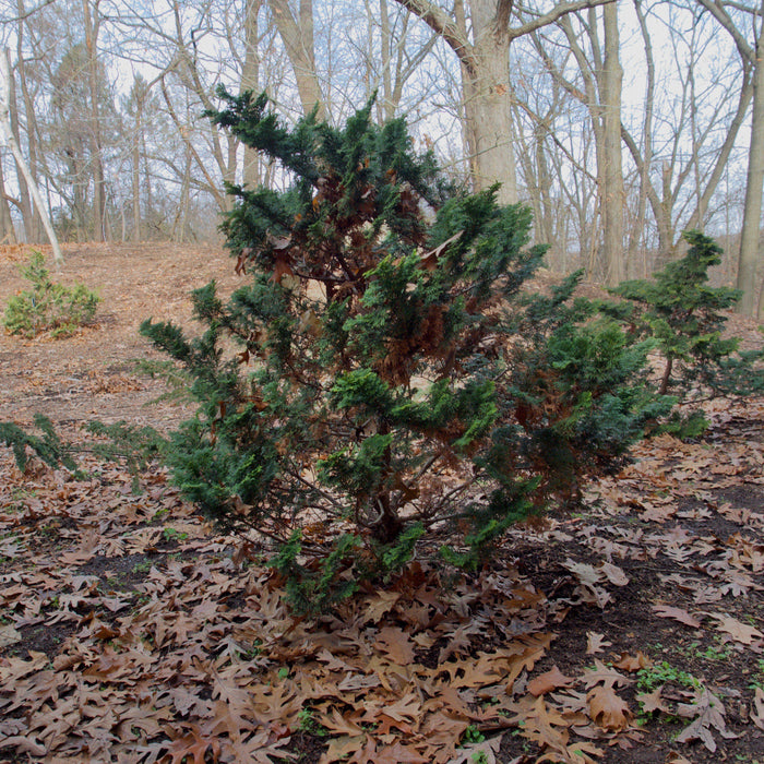 False Cypress, Slender Hinoki False Cypress