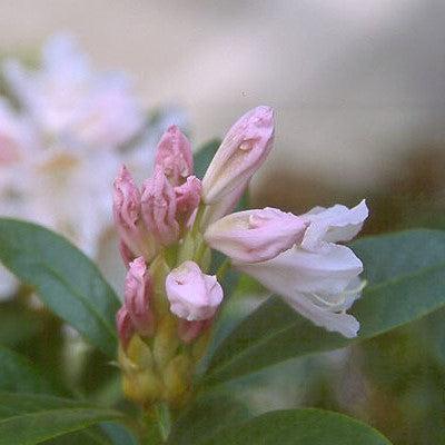 Rhododendron, Cunningham's White Rhododendron