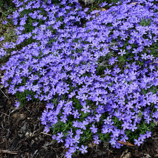 Phlox, Violet Pinwheels Phlox