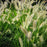 Grass, Hameln Fountain Grass