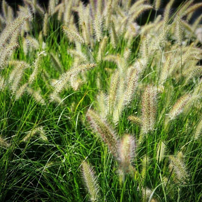 Grass, Hameln Fountain Grass