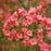 Azalea, Blaauw's Pink Azalea