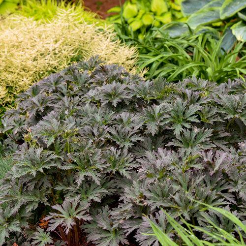 Geranium pratense 'Boom Chocolatta'  - Boom Chocolatta Cranesbill