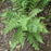 Fern, Eastern Wood Fern, Leatherwood Fern