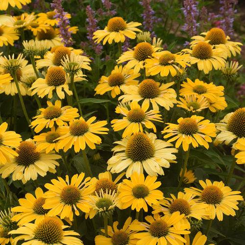 Echinacea 'Yellow My Darling'  - Color Coded® Yellow My Darling Echinacea