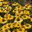 Echinacea 'Yellow My Darling'  - Color Coded® Yellow My Darling Echinacea