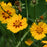 Coreopsis x 'Tequila Sunrise'  - Tequila Sunrise Tickseed