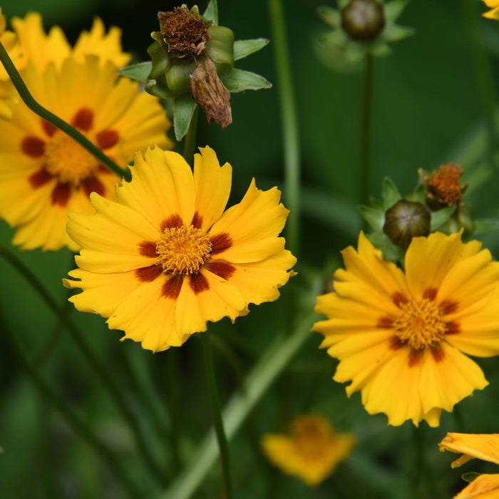 Coreopsis x 'Tequila Sunrise'  - Tequila Sunrise Tickseed