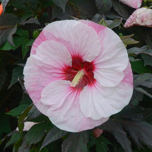 Hibiscus 'Perfect Storm' PP27,880  - Summerific® Perfect Storm Hibiscus