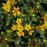 Hypericum kalmianum 'PIIHYP-I'  - First Editions® Cobalt-n-Gold™ St. John's Wort