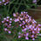 Verbena, Lollipop Verbena
