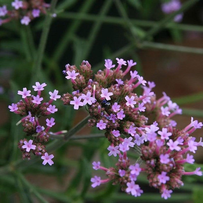 Verbena, Lollipop Verbena