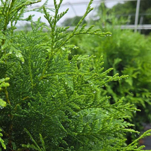 Thuja occidentalis 'V32'  - Sasquatch™ Dark Green Arborvitae