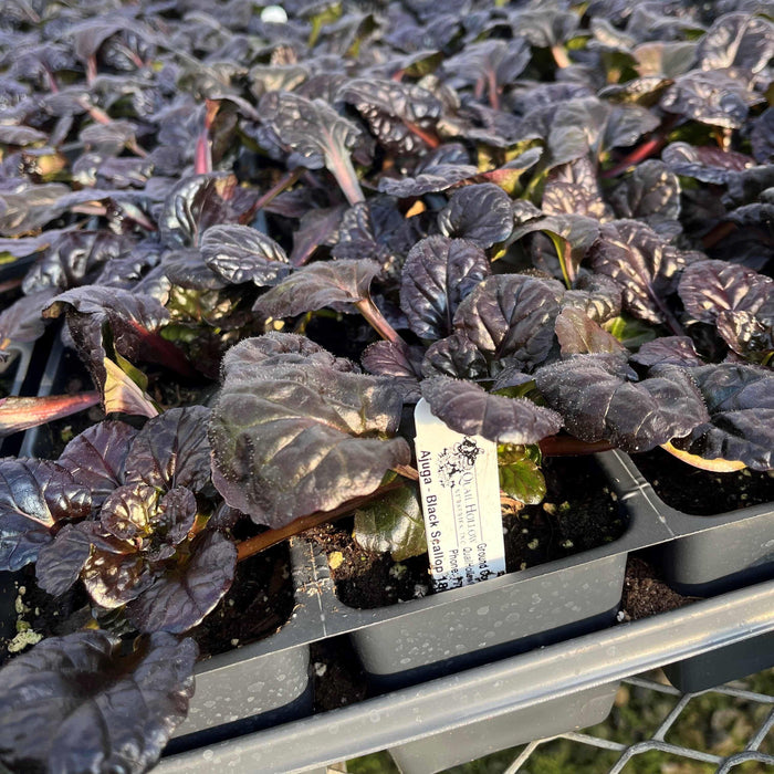 **CAN BE INVASIVE - DON'T ADD** Black Scallop Bugle Weed (Ajuga)