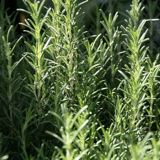Rosemary, Arp Rosemary