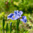 Iris sibirica 'Cape Cod Boys'  - Cape Cod Boys Siberian Iris