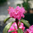 Rhododendron, Landmark Rhododendron