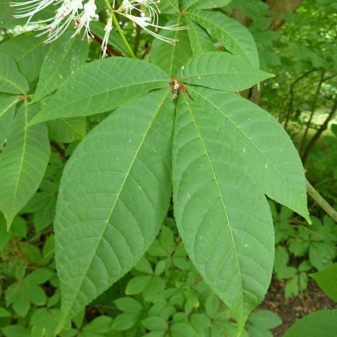 Buckeye, Buckeye Bottlebrush
