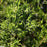 Juniper, Brodie Eastern Red Cedar Juniper