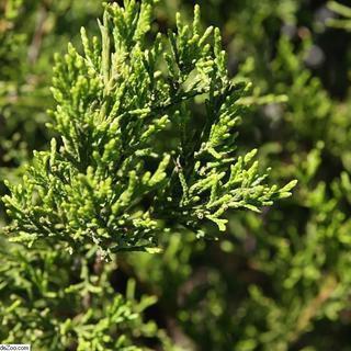 Juniper, Brodie Eastern Red Cedar Juniper