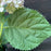 Hydrangea arborescens 'NCHA5'  - Invincibelle® Wee White Smooth Hydrangea