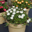 Delosperma, Jewel of Desert® Moonstone Ice Plant
