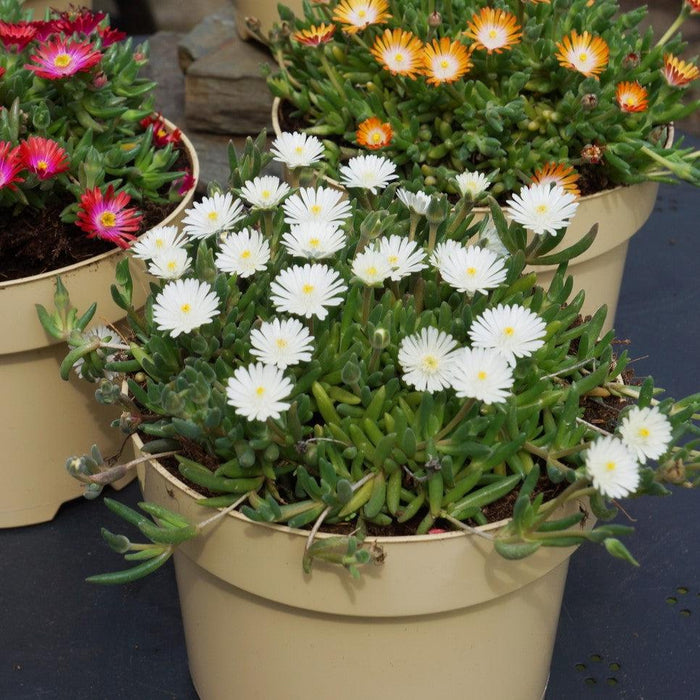 Delosperma, Jewel of Desert® Moonstone Ice Plant