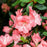 Azalea, Blaauw's Pink Azalea
