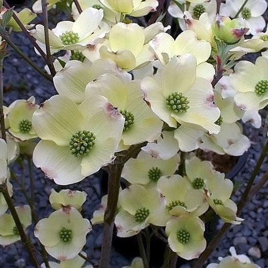 Cornus florida 'Cloud Nine'  - Cloud Nine Dogwood