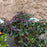 Leucothoe, Leafscape Burning Love Leucothoe
