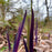 Iris versicolor 'Purple Flame'  - Purple Flame Blue Flag Iris