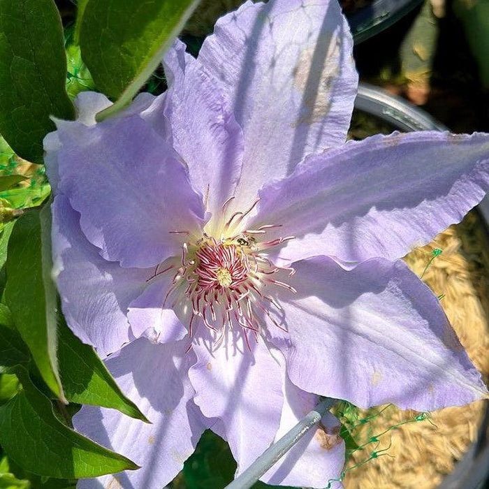 Clematis 'Evipo111'  - Boulevard® Tranquilite™ Clematis