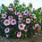Hibiscus 'Perfect Storm' PP27,880  - Summerific® Perfect Storm Hibiscus