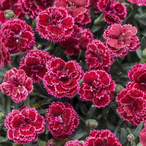 Dianthus, Fruit Punch® Black Cherry Frost Dianthus