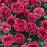 Dianthus, Fruit Punch® Black Cherry Frost Dianthus