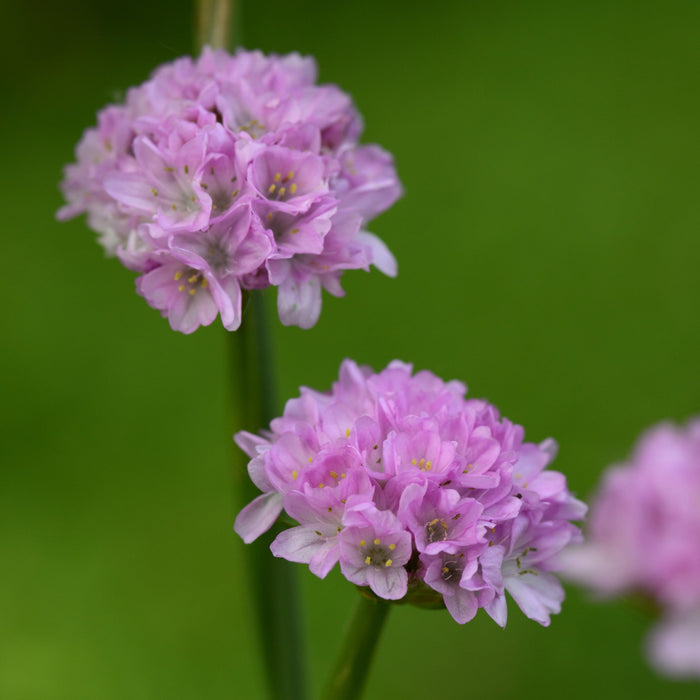 Thrift, Dreameria® Sweet Dreams Thrift