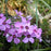 Phlox, Eye Candy Creeping Phlox