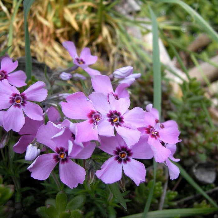 Phlox, Eye Candy Creeping Phlox
