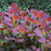 Cotinus coggygria 'Royal Purple'  - Royal Purple Smoke Tree